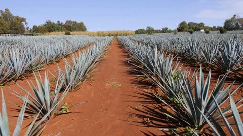 Walking Through Agave Fields Younger Agave Plants Can be Seen Spaced Out in Rows Video stock 98307037