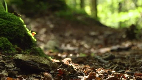 Walking through Alpine rain forest in Germany Stock Footage 168389842