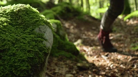 Walking through Alpine rain forest in Germany Stock Footage 168389873