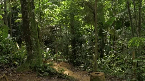 Walking through the Amazon rainforest Stock Footage 76967140