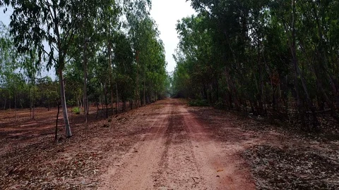 Walking through arid forest Stock Footage 85657354