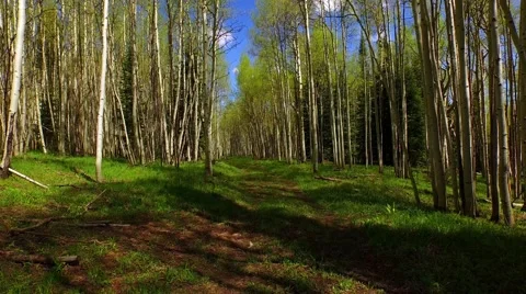 Walking through an Aspen forest Stock Footage 50561906