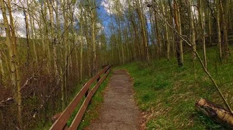 Walking through an Aspen forest Stock Footage 50561988