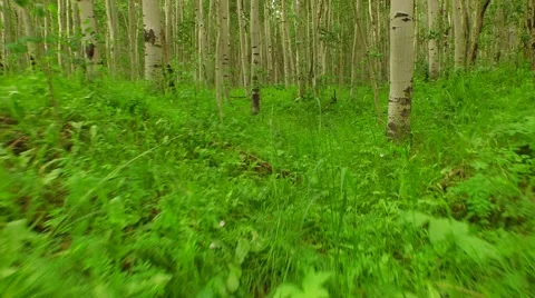 Walking Through Aspen Forest Stock Footage 51973781