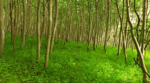 Walking Through Aspen Forest 動画素材 51974783