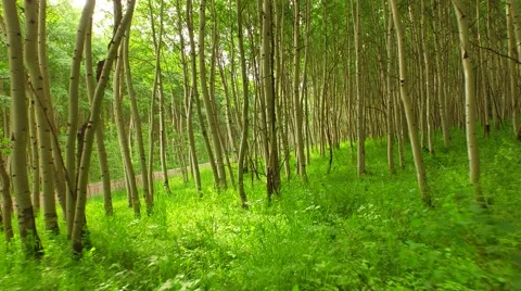 Walking Through Aspen Forest Stock Footage 51975204
