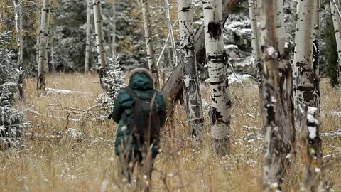 Walking Through Aspen Trees Stock Footage 101033037