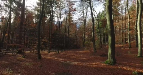 Walking Through Autumn Beech Forest, Sunlit Leaf Covered Floor, Forward POV Move Stock-Footage 340362726
