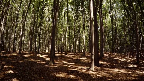Walking through the autumn forest. 4k video with natural sounds Vídeos de archivo 73011420