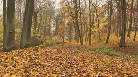Walking Through Autumn Forest Covered with Fallen Leaves, First Person View Stock Footage 344882808