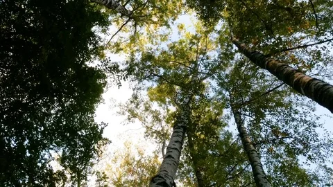 Walking through the autumn forest Stock Footage 80828034