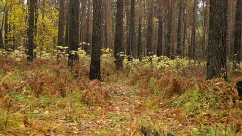 Walking through autumn forest 库存影片 102845829