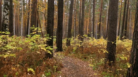 Walking through autumn forest Video stock 102846238