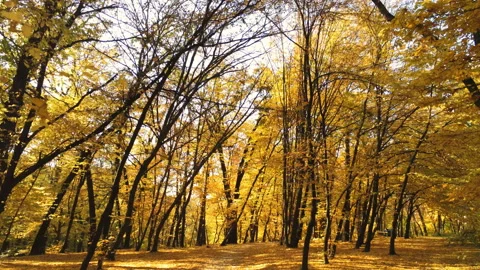 Walking through autumn forest. Stock Footage 115504785