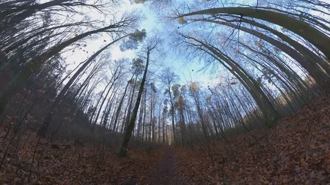Walking Through Autumn Forest Looking Up in the Sky Wide Angle Perspective Stock Footage 123103681