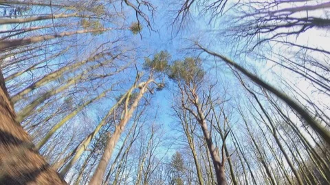 Walking Through Autumn Forest Looking Up in the Sky Wide Angle Hyper Lapse Video stock 125455878