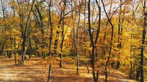 Walking through autumn forest. Pathway through bright colorful vibrant golden Stock Footage 116186978
