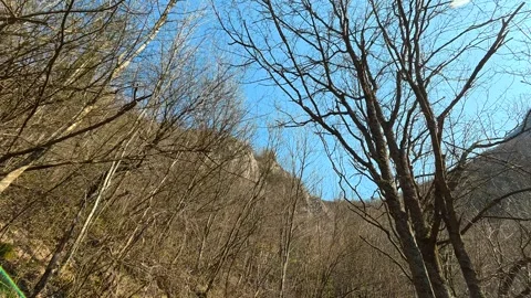 Walking Through Autumn Forest – POV Looking Up at Thin Tree Branches Video stock 330959909