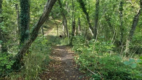 Walking through autumn forest trail with colorful fall foliage Stock Footage 321180839