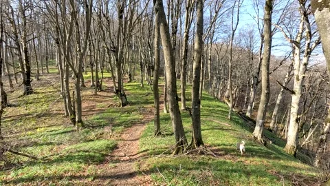 Walking through the autumn forest with two dogs, green grass and bare trees 動画素材 257200032