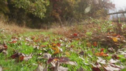 Walking through autumn leaves on grass Stock Footage 254420828