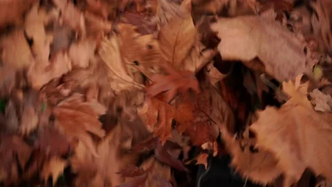 Walking through the autumn leaves lying on the ground. Foottstep sound. Stock Footage 223665379
