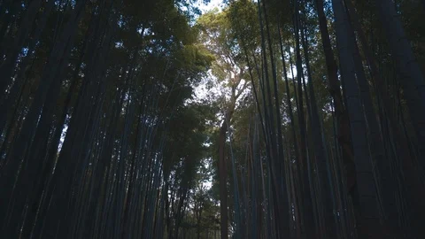 Walking Through Bamboo Forest In the Evening Stock Footage 111908151