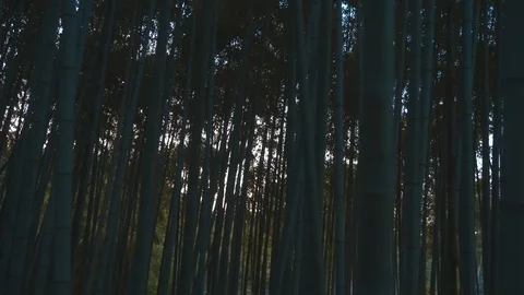 Walking through Bamboo Forest at Sunset Stock Footage 111912559