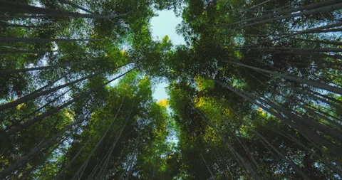 Walking through a bamboo forest upside down point of view Stock Footage 318782571