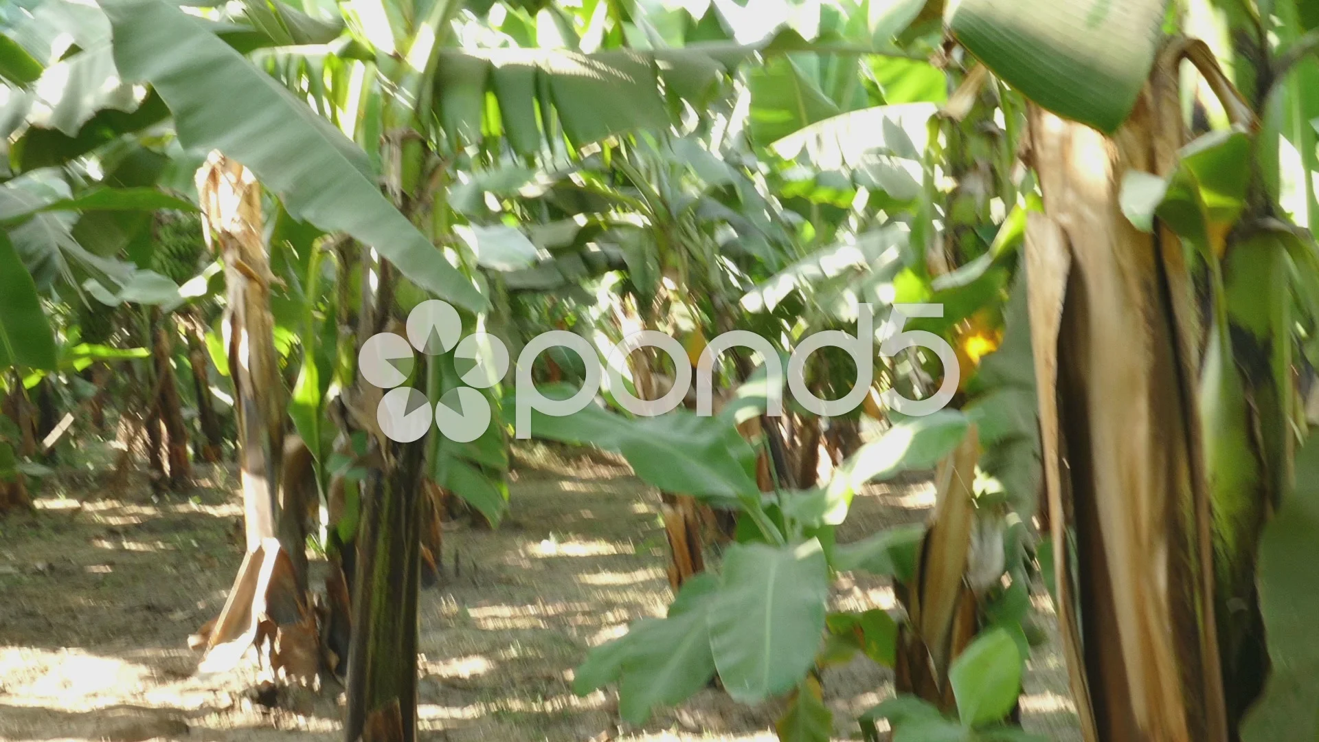 clos des plantes Clos des Plantes, 