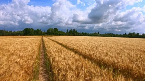 Walking through a barley field in slow motion Stock Footage 160114716