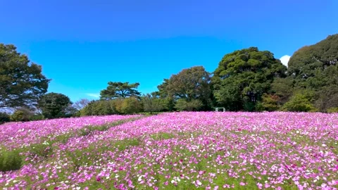 Walking Through a Beautiful Cosmos Flower Field – Nature Footage Stock Footage 336972105