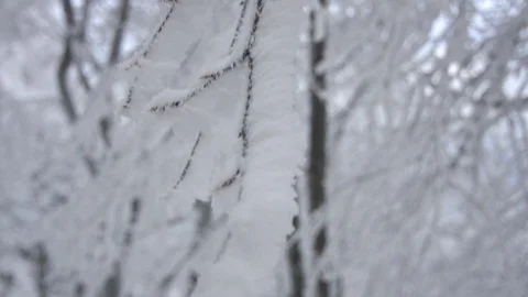 Walking through beautiful forest covered with snow Stock Footage 98241489