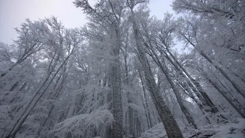 Walking through beautiful forest covered with snow Stock Footage 98241847