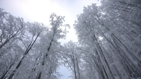 Walking through beautiful forest covered with snow Stock Footage 98242120