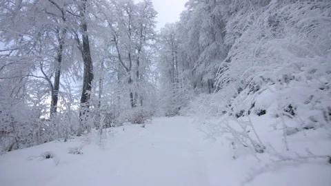 Walking through beautiful forest covered with snow Stock Footage 98242249