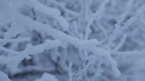 Walking through beautiful forest covered with snow Stock Footage 98242577