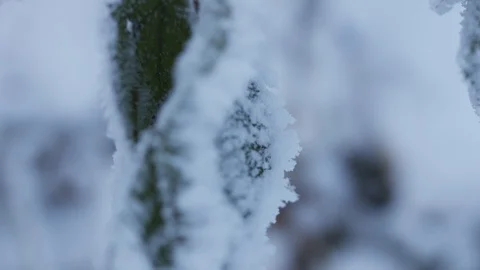 Walking through beautiful forest covered with snow Stock Footage 98242704