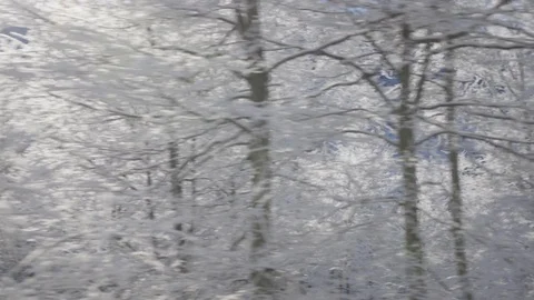 Walking through beautiful forest covered with snow Stock Footage 98242873