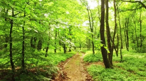 Walking through a beautiful forest 스톡 동영상 69070806