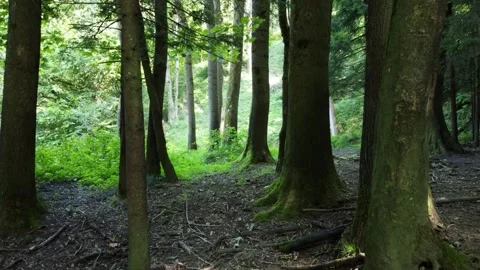 Walking through a beautiful forest with mossy trees and untouched nature Stock Footage 168131273