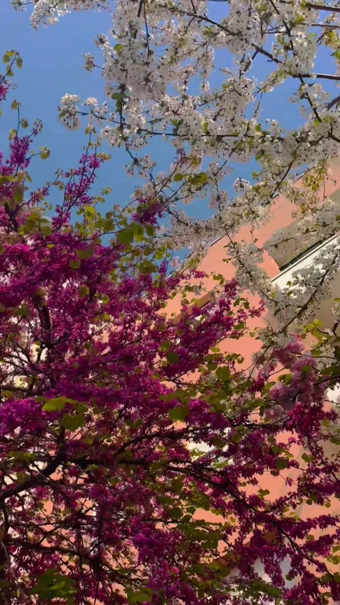 Walking through beautiful pink n white cherry blossom in spring sunlight Stock Footage 313981933