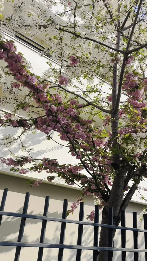 Walking through Beautiful pink n white cherry blossom in Spring sunlight Stock Footage 313981955