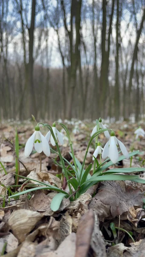 Walking through a beautiful spring forest with tall trees and snowdrops 스톡 동영상 333184025