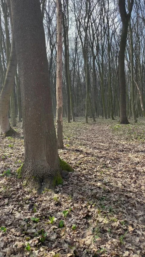 Walking through a beautiful spring forest with tall trees and a forest path. Video stock 333184032