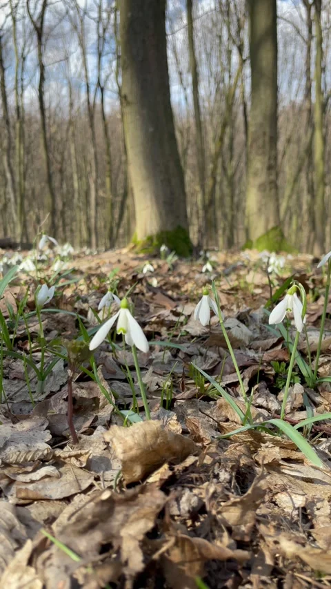 Walking through a beautiful spring forest with tall trees and snowdrops Video stock 333184033