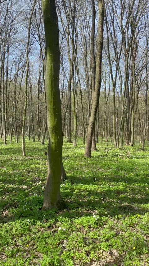 Walking through a beautiful spring forest with tall trees and flowers 스톡 동영상 333184052