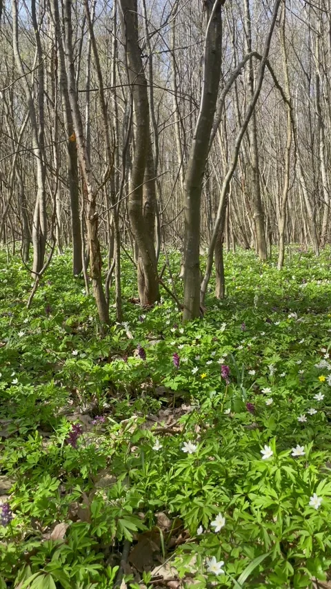 Walking through a beautiful spring forest with tall trees and flowers Video stock 333184091