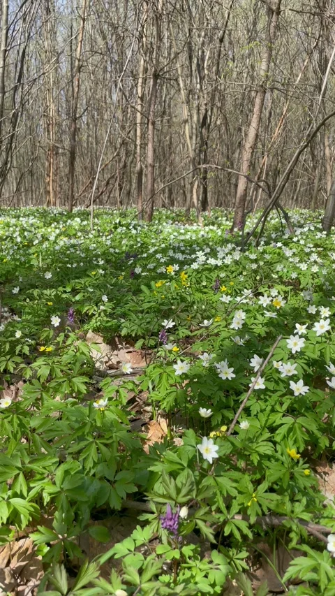 Walking through a beautiful spring forest with tall trees and flowers Video stock 333184135