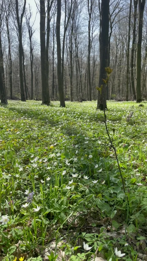 Walking through a beautiful spring forest with tall trees and flowers Video stock 333184141